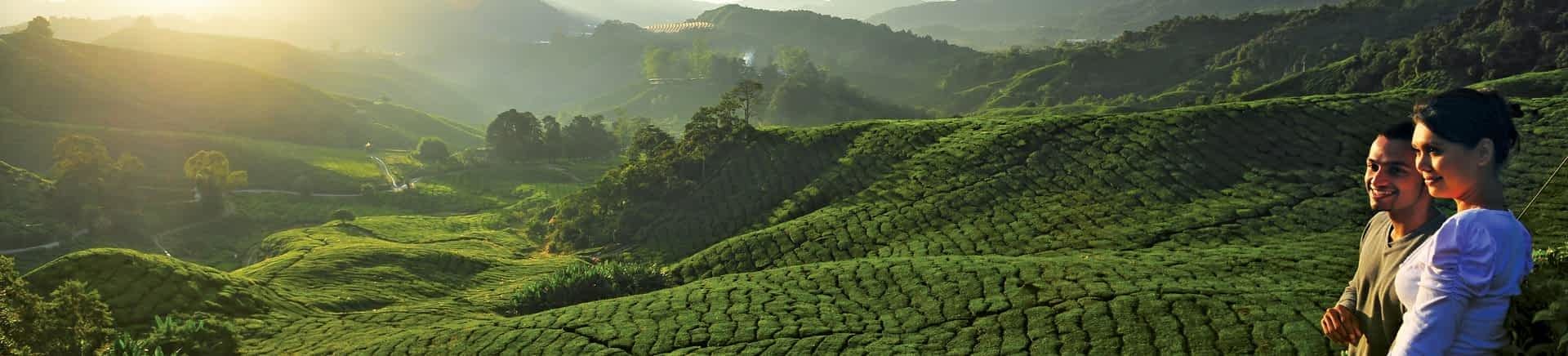 Plantaciones de Té Plantaciones de Té