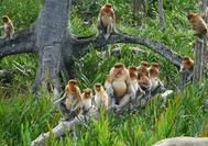 Malasia Viajes | Mono narigudo, Borneo Mono narigudo en la selva de Borneo