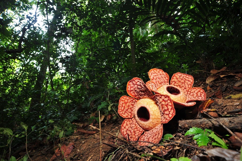 belum-rainforest-rafflesia.jpg belum-rainforest-rafflesia.jpg