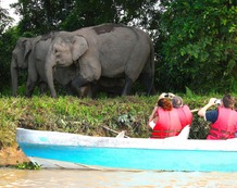 Malasia Viajes - Borneo - Sabah - Sukau - Kinabatangan - Elephants 05.jpg Malasia Viajes - Borneo - Sabah - Sukau - Kinabatangan - Elephants 05.jpg