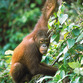 Malasia Viajes | Borneo Orangután