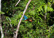 Malasia Viajes | Kingfisher, Borneo Kingfisher en Borneo