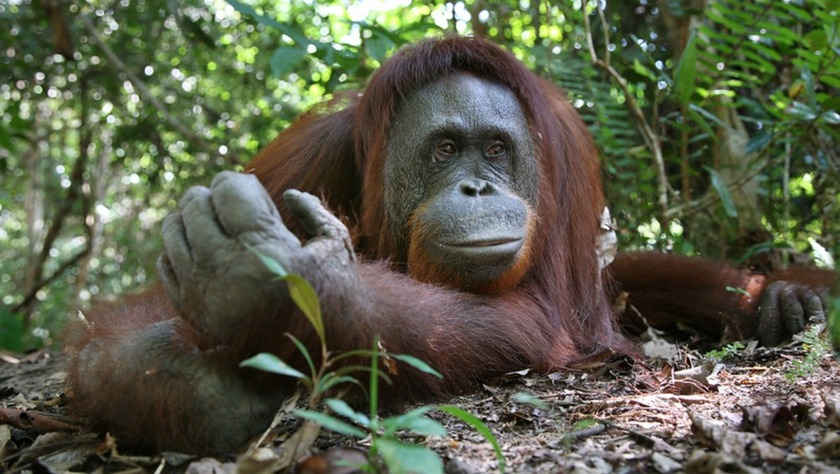 orangutanes-borneo.jpg orangutanes-borneo.jpg