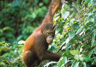 Malasia Viajes | Borneo Orangután