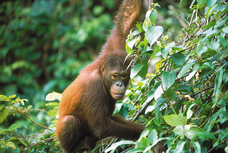 Malasia Viajes | Borneo Orangután