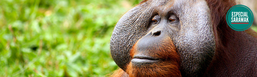 orangutang.jpg