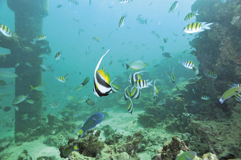 PAYAR ISLAND 52_1.jpg PAYAR ISLAND 52_1.jpg