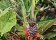 Malasia Viajes | Borneo Frutas Malasia Viajes | Borneo Frutas