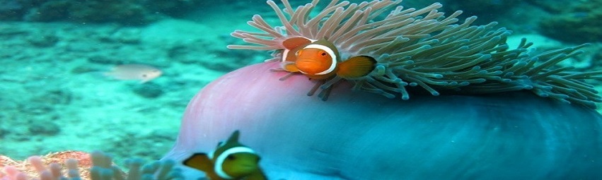 perhentian-buceo-Malasia-pez-payaso.jpg perhentian-buceo-Malasia-pez-payaso.jpg