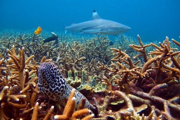 perhentian-buceo.jpg perhentian-buceo.jpg