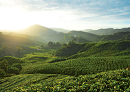 Viaje a Malasia | Cameron Highlands Plantaciones Viaje a Malasia | Plantaciones de té en los Cameron Highlands