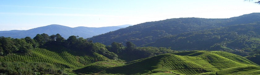 Viajes-Malasia-Cameron-Highlands.jpg