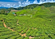 Malasia Viajes | Cameron Highlands Plantaciones Malasia Viajes | Cameron Highlands Plantaciones