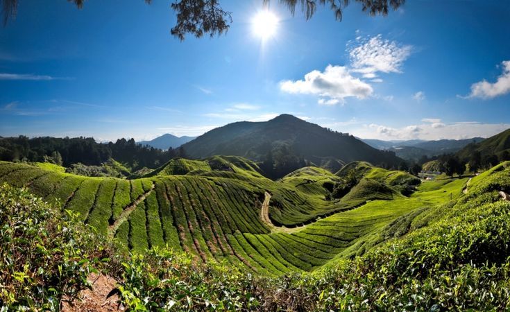 cameron highlands llegada.jpg cameron highlands llegada.jpg