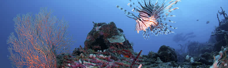 Perhentian Island