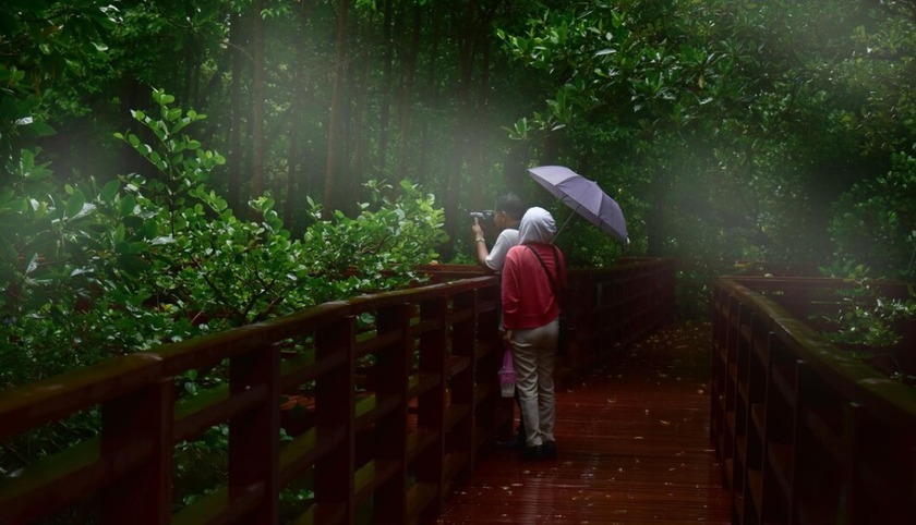 lluvia-malasia.jpg lluvia-malasia.jpg