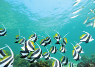 Malasia Viajes | Buceo, Langkawi Mundo submarino de Langkawi