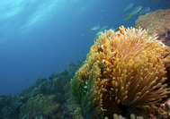 Viaje a Malasia | Buceo, Tioman Island Viaje a Malasia | Mundo submarino de Tioman Island
