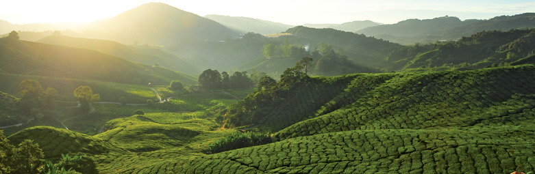 Viaje a Malasia | Cameron Highlands Plantaciones Viaje a Malasia | Cameron Highlands Plantaciones