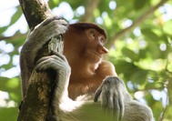 Malasia Viajes - Borneo - Mono narigudo 02.jpg Malasia Viajes - Borneo - Mono narigudo 02.jpg
