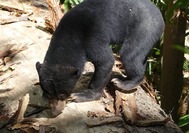 Malasia Viajes - Borneo- Sepilok - Sunbear.jpg Malasia Viajes - Borneo- Sepilok - Sunbear.jpg