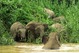 Malasia Viajes - Borneo - Sabah -  Sukau - Kinabatangan - Elephants (2).jpeg
