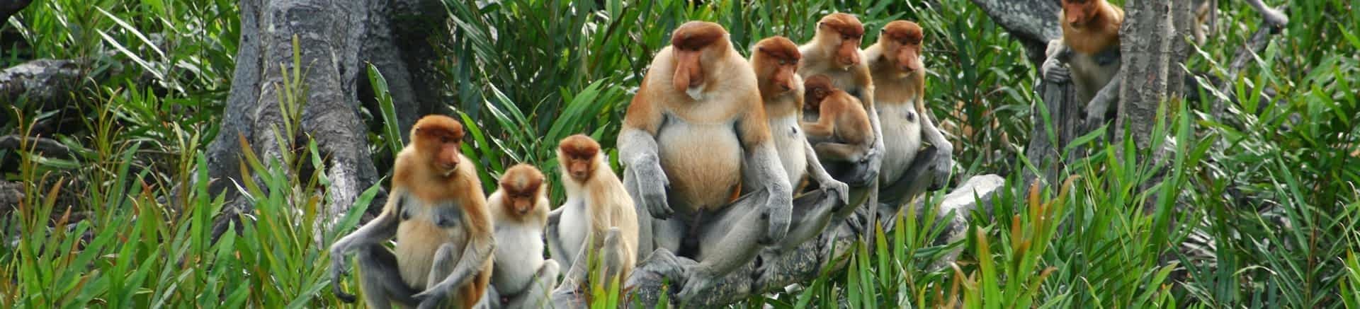 Monos narigudos Monos narigudos