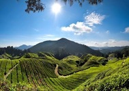 Malasia Viaje | Cameron Highlands Malasia Viaje | Cameron Highlands