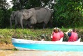 Malasia Viajes - Borneo - Sabah -  Sukau - Kinabatangan - Elephants 05.jpg