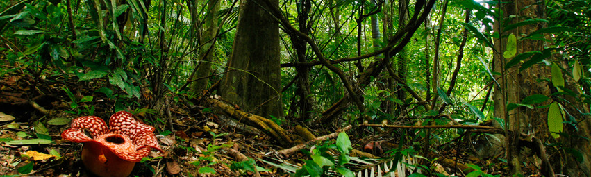 Malasia Viajes | Rafflesia, Belum Rainforest Malasia Viajes | Rafflesia, Belum Rainforest