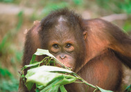 Malasia Viajes - Borneo - Sabah - Sepilok - Orangutan 07.jpg Malasia Viajes - Borneo - Sabah - Sepilok - Orangutan 07.jpg