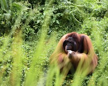 malasia-borneo-orangutan-2-min.jpg malasia-borneo-orangutan-2-min.jpg