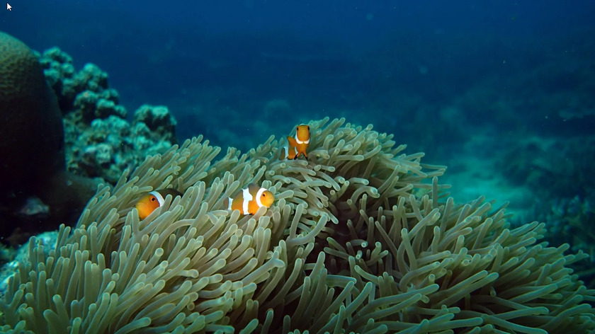 tioman-buceo.png tioman-buceo.png