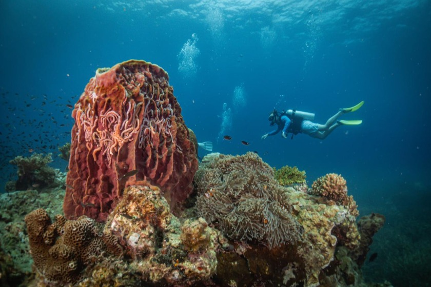 buceo-islas-perhentian.jpg buceo-islas-perhentian.jpg