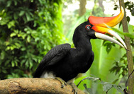 viaje-a-singapur-y-malasia-belum-hornbil Precioso Hornbill en el Royal Belum Rainforest
