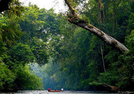 Malasia Viajes | Taman Negara Malasia Viajes | Taman Negara